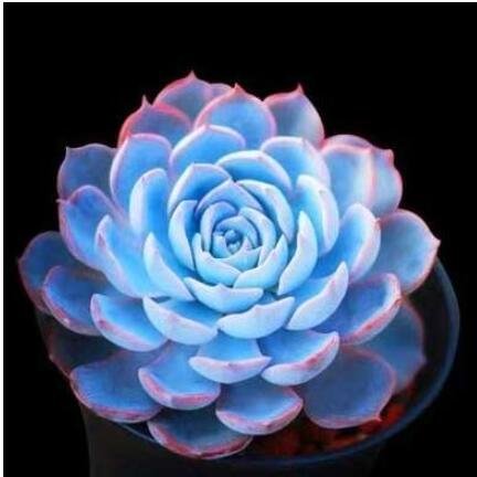 JMS 100Pcs 100% JMS Real Blue Echeveria Semillas - Bonsai Succulent Plant Sementes (Ni-Shi-Lian)