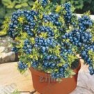 JMS 200 Blueberry Seeds