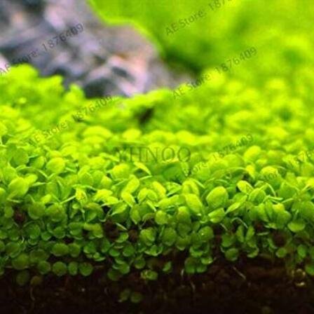 JMS 300 Pcs Aquarium Aquatic Water Grass Plant Glossostigma Hemianthus Callitrichoides Bonsai Fish T