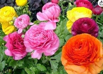 JMS 50 Pcs Ranunculus Asiaticus Flower For Home Garden Diy Plants Persian Buttercup Flower Seeds