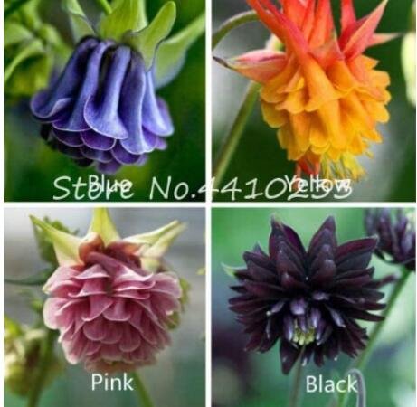 JMS 200 Pcs Hardy Bonsai Plant Beautiful Aquilegia Flower Mixed European Perennial Flower Bonsai Pla