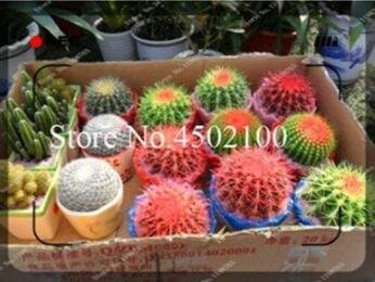 JMS 100 Pcs/Bag Hot Mixed Cactus Flower Litopes Succulents Perennials Herb Plants For Home Balcony G