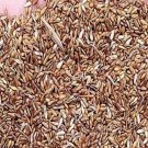 JMS 30000Pcs Zoysia Japonica Grass See Details - (Color: Seed)