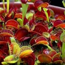 JMS 20 Units / Package Of Insectivorous Plants In Mallet, See The Giant Dionaea Muscipula Clip Venus