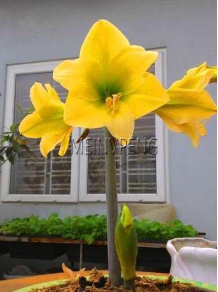 JMS Amaryllis Bulb, Yellow Flowers