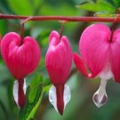 JMS 100Pcs/Pack Dicentra Spectabilis Seeds Rare Orchid Bleeding Heart Garden Plants Seeds - (Color: 
