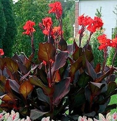 JMS Flower Canna Lily Bulbs - Ermine - Tropical House Plant - White Flowers - 2 Bulbs - (Color: 2)