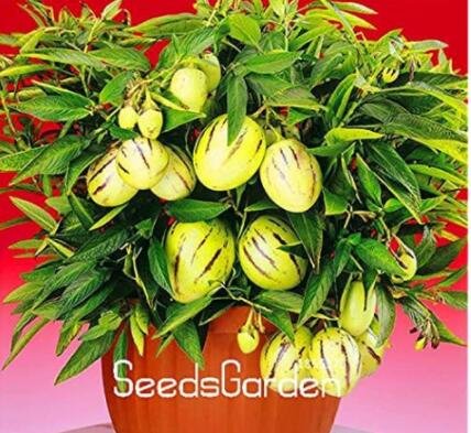 JMS 100 Pieces/Lot Genuine! Melon Tree Seed, Pepino Plants, Fruit Garden, Non Gmo,Organic Fruit