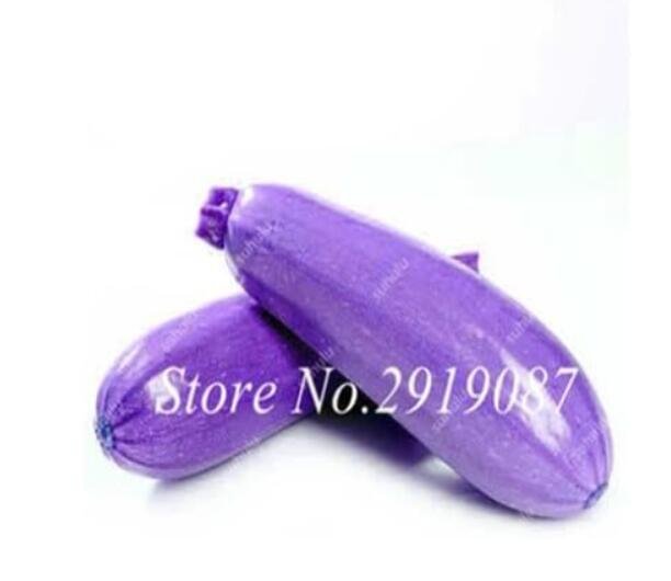 JMS Chinese Gourd Squash Seeds High Nutrition Vegetable Seeds Seasons Melon The Of Zucchini Seed