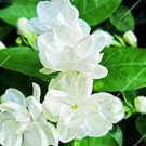 JMS Arabian Jasmine Pure White Jasmine Plant Beautiful Bonsai Flower Plant In Pot Indoor Plants For 