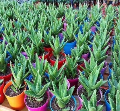 JMS 50 Pcs Green Aloe Vera Plants Edible Beauty Edible Cosmetic Vegetables And Fruit Seed Herb Tree 
