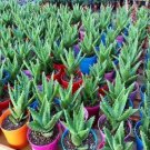 JMS 50 Pcs Green Aloe Vera Plants Edible Beauty Edible Cosmetic Vegetables And Fruit Seed Herb Tree 