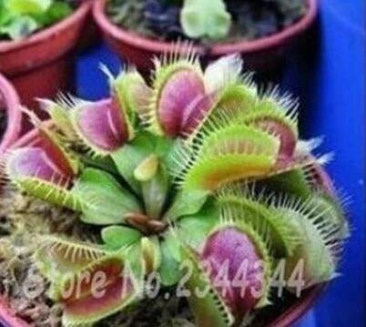 JMS 300 Pieces Potted Fly Trap Garden Seed Dionaea Muscipula Giant Clip Venus Mostrampa Terrace Gard