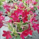 JMS 200Pcs/Lot Nicotiana Alata -S Home Garden Multi-Color Optional Yr - (Color: 3)
