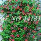 JMS 200 Pcs/Bag Rare Honeysuckle Bonsai Garden Climbing Perennial Scent Vine Jinyinhua Flower Bonsai