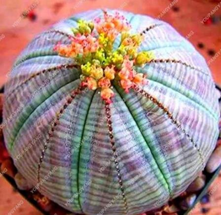 JMS 100 Rare Mixed Lithops Plants 24 Kinds Cactus Plants Organic Garden Succulents Bonsai Balcony Fl