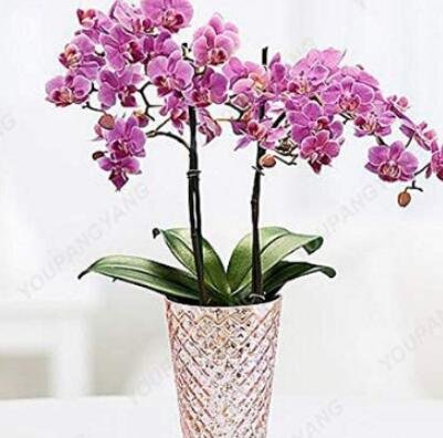 JMS 100 Hydroponic Orchid Seeds Bonsai Indoor Flower Plants Four Seasons Phalaenopsis Orchids Home B