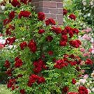 JMS Climbing Rose Bonsai Perennial Flower Garden Decoration 100 Pcs Fence Hedge Rose Flower Bonsai F