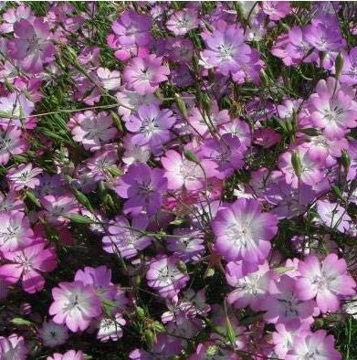 JMS 100Pcs/Lot Agrostemma Githago Flower Home Garden - (Color: 2)