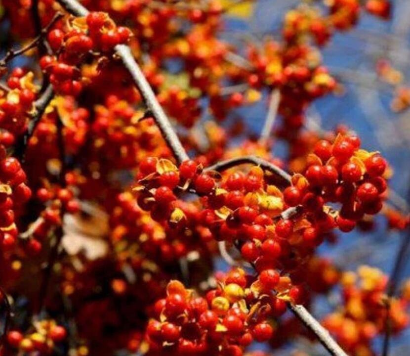 JMS 20 Seeds American Bittersweet Vine Seeds Perennial Everlasting Celastrus Scandens Non-Hybrid, Op