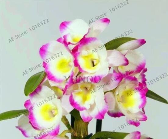 JMS Rare Colorful Orchid Flower Flores,Dendrobium Orchid Gorgeous 100 Pcs,Seed Plant For Home Garden