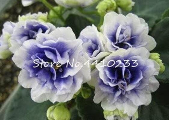 JMS 50 Pcs Mini Seed Violet Plants Colorful Rare African Flower For Garden Perennial Herb Indoor Mat