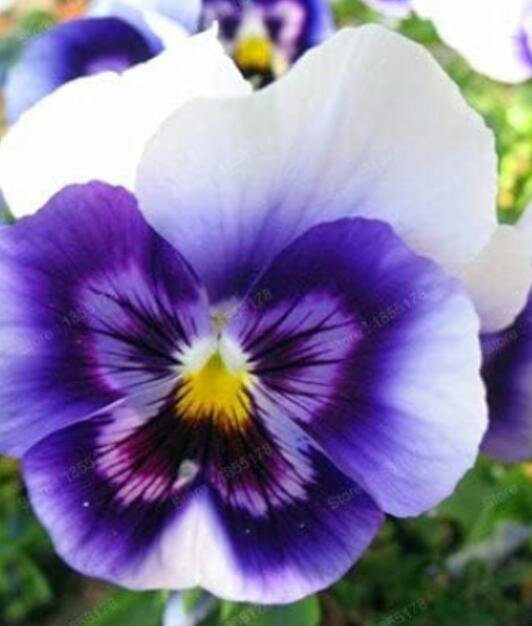 JMS 24 Colors 100Pcs/Pack Mexican Pansy Flores Wavy Viola Tricolor Flower Plantas See Ed Potted Plan
