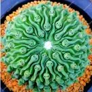 JMS 100 Rare Lithops Plants 24 Kinds Of Cactus Plants Organic Succulents Bonsai Balcony Flower Plant