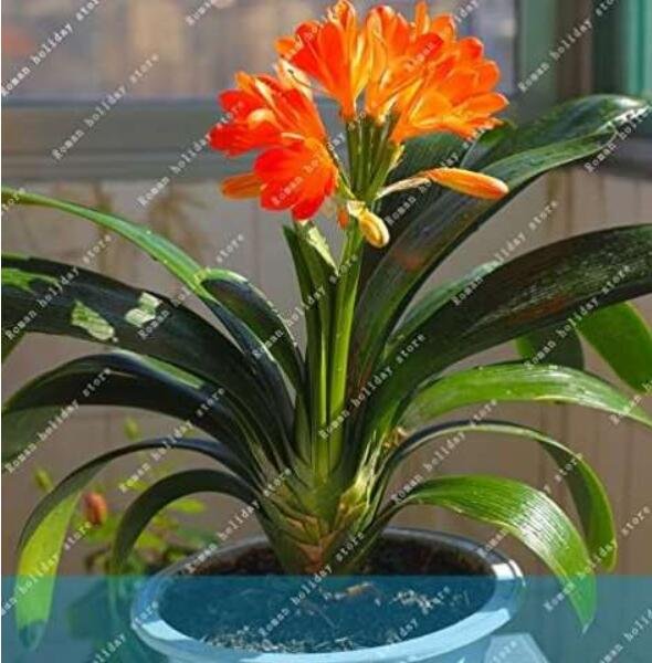 JMS Clivia Seeds, Organish Red Flowers