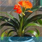 JMS Clivia Seeds, Organish Red Flowers