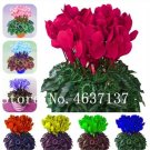 JMS 200 Pcs Colorful Cyclamen Flores Seed, Perennial Flower Plantas For Home Garden, Natural Growth 