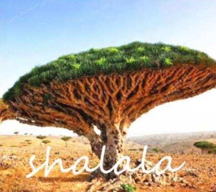 JMS Dragon Blood Tree (Dracaena Sanderiana) Seeds Color 2
