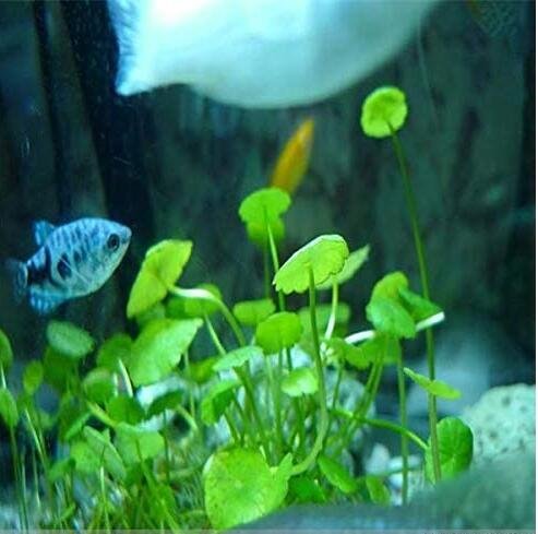 JMS 500Pcs Aquarium Plants Bonsai Grass Water Aquatic Plant Garden Indoor Ornamental Plant Grass Flo