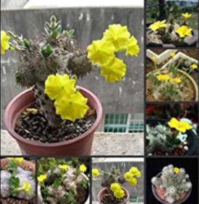 JMS 100Pcs JMS Real Pachypodium Brevicaule - Huibixiuxiao - Succulent Plant Semillas Sementes