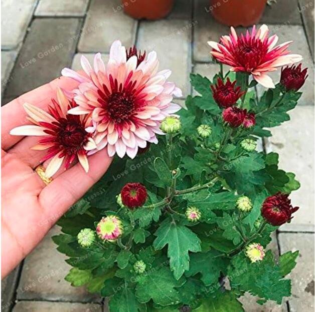 JMS Chrysanthemum Seed Beautiful Flower Seed Perennial Home Garden Plant Spray Color 2
