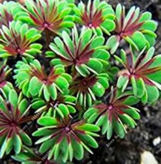 JMS Oxalis Versicolor Flores Bons&Atilde;&iexcl;i 100 Piezas Planta Rara Para Jard&Atilde;&shy;n Hogar Plantar Flores Oxalis