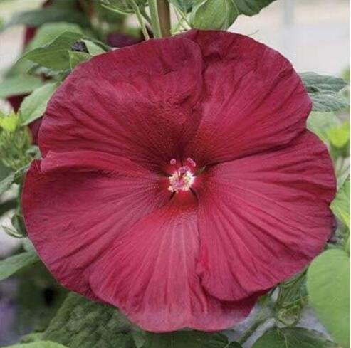JMS Hibiscus Flower Hardy Seeds, Dark Red Flowers