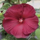 JMS Hibiscus Flower Hardy Seeds, Dark Red Flowers