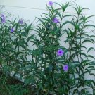 JMS Mexican Petunias Seed- Ruellia Brittoniana 'Blue Star' 150 Seeds!