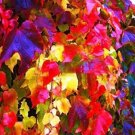 JMS 100Pcs/Pack Boston Ivy Seeds Garden Climbing Creeper Plants Outdoor Wall Decor Plants