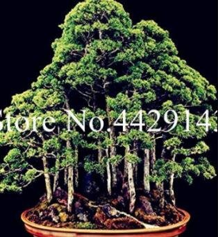 JMS 100 Pcs Dawn Redwood See Ed Tree Grove - Metasequoia Glyptostroboides,Diy Home Gardening! Very E