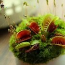 JMS 100 Pcs/Pack Seeds 100 Pcs Giant Dionaea Muscipula Carnivorous Plants Fly Clip Se Eed For Garden