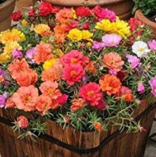 JMS 500 Pcs Moss Roses (Portulaca Grandiflora Mix) Flower Bonsai Plant Diy Home Garden - (Color : 2)