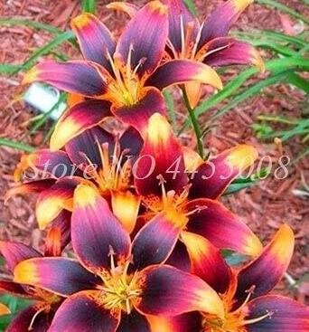 JMS 100 Pcs/Bag Real Amaryllis Flowers Not Bulbs Seed Flower Hippeastrum For Home & Garden Barbados 
