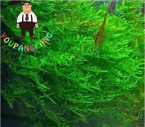 JMS 1000Pcs Rare Aquarium Planter Java Moss Grass Bonsai Raros Gifts Plants Aquario Fish Tank Aquati