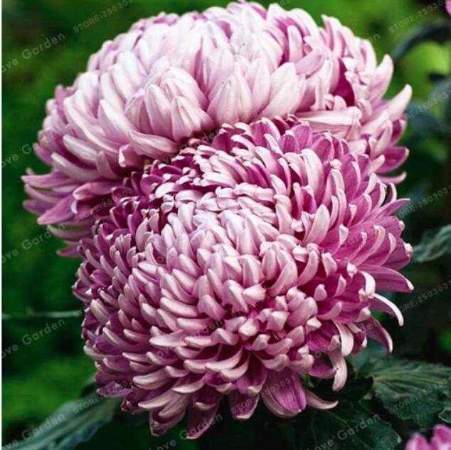 JMS Chrysanthemum Seeds, Big Purple Double Blooms Flowers
