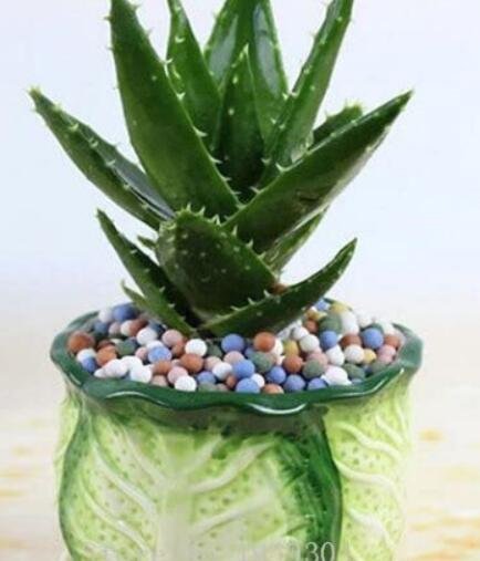 JMS 50 Pcs Green Aloe Vera Plants Edible Beauty Edible Cosmetic Vegetables And Fruit Seed Herb Tree 