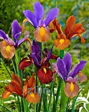 JMS 100 Pcs/Bag Colorful Iris Bonsai Flowers Heirloom Malan Tectorum Perennial Plant For Home Garden
