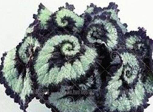 JMS 100 Pcs Rare Begonia Bonsai Begonia Perennial Flowers Beautiful Potted Foliage Flowers For Home 