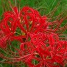 JMS 100 Pcs Lycoris Bonsai Flower Seeds Perennial Flower Planting Bonsai Indoor Flower Pot For Garde